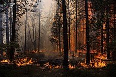 Более семи гектаров леса за один день выгорело под Серовом