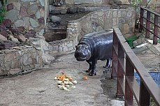 Фруктово-овощное ассорти подарили бегемотихе в честь 88-летия зоопарка Екатеринбурга