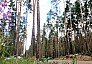 Департамент лесного хозяйства реорганизовали в Свердловской области